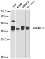 Cdc42EP3 Antibody in Western Blot (WB)