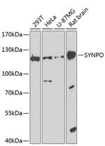 Synaptopodin Polyclonal Antibody