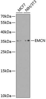 Endomucin Polyclonal Antibody