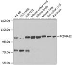 PCDHA12 Antibody in Western Blot (WB)
