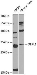 DERL1 Polyclonal Antibody