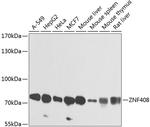 ZNF408 Polyclonal Antibody