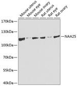 C12orf30 Polyclonal Antibody
