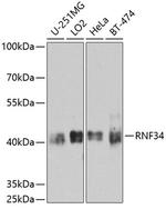 RNF34 Antibody in Western Blot (WB)