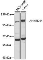 ANR44 Antibody in Western Blot (WB)