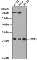 MTIF3 Polyclonal Antibody