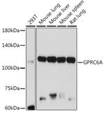 GPRC6A Polyclonal Antibody
