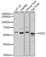 NOX1 Polyclonal Antibody