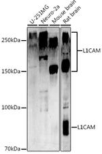 CD171 Antibody in Western Blot (WB)