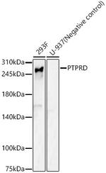 PTPRD Polyclonal Antibody
