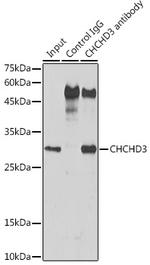 CHCHD3 Antibody in Immunoprecipitation (IP)