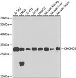 CHCHD3 Antibody in Western Blot (WB)