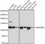 MIB1 Polyclonal Antibody