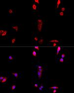 eIF3j Polyclonal Antibody
