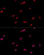 eIF3j Antibody in Immunocytochemistry (ICC/IF)