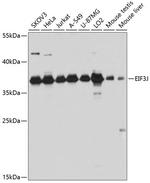 eIF3j Antibody in Western Blot (WB)