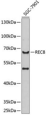 REC8 Polyclonal Antibody