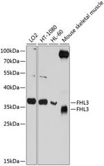 FHL3 Antibody in Western Blot (WB)