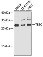 TESC Polyclonal Antibody