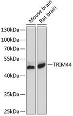 TRIM44 Polyclonal Antibody