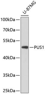 PUS1 Polyclonal Antibody