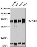 ZMYND8 Polyclonal Antibody