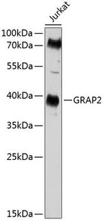 GRAP2 Antibody in Western Blot (WB)