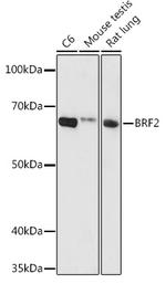 BRF2 Polyclonal Antibody