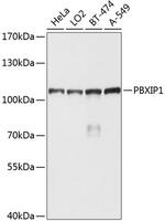 PBXIP1 Antibody in Western Blot (WB)
