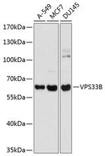 VPS33B Polyclonal Antibody