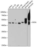 FNTA Polyclonal Antibody