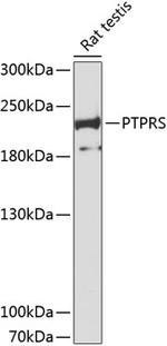PTPRS Polyclonal Antibody