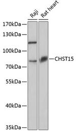 CHST15 Polyclonal Antibody