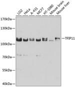 TFIP11 Antibody in Western Blot (WB)