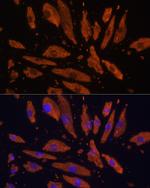 SIRP alpha Antibody in Immunocytochemistry (ICC/IF)