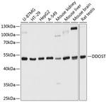 DDOST Polyclonal Antibody