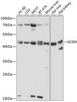 GCDH Polyclonal Antibody