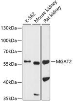 MGAT2 Polyclonal Antibody