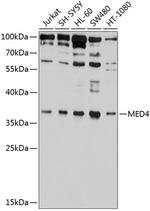 MED4 Polyclonal Antibody
