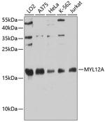 MYL12A Polyclonal Antibody