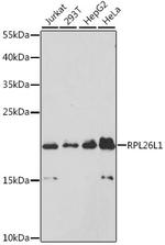 RPL26L1 Polyclonal Antibody