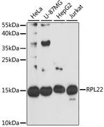 RPL22 Antibody in Western Blot (WB)