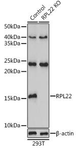 RPL22 Antibody in Western Blot (WB)