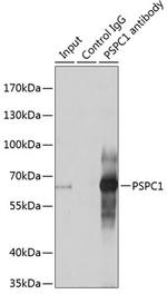 PSPC1 Antibody in Immunoprecipitation (IP)