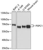 PSPC1 Antibody in Western Blot (WB)
