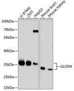 C17orf25 Polyclonal Antibody