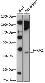 FJX1 Polyclonal Antibody