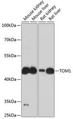 TOM1 Antibody in Western Blot (WB)