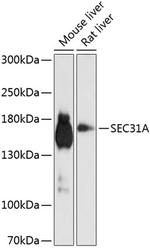 SEC31A Antibody in Western Blot (WB)