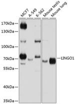 LINGO1 Polyclonal Antibody